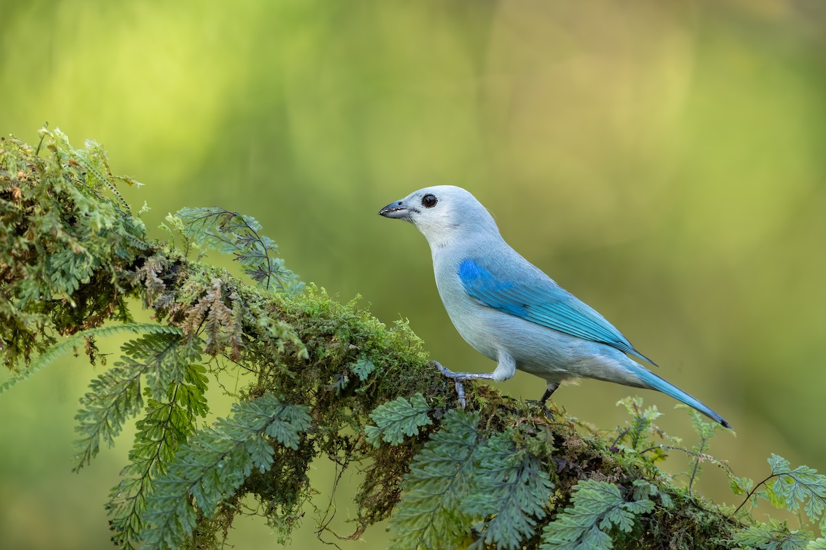 bispetanagar - ML647495682