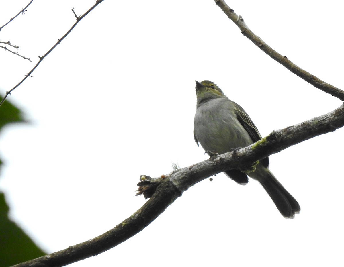 gulbryntyrannulett - ML647495683