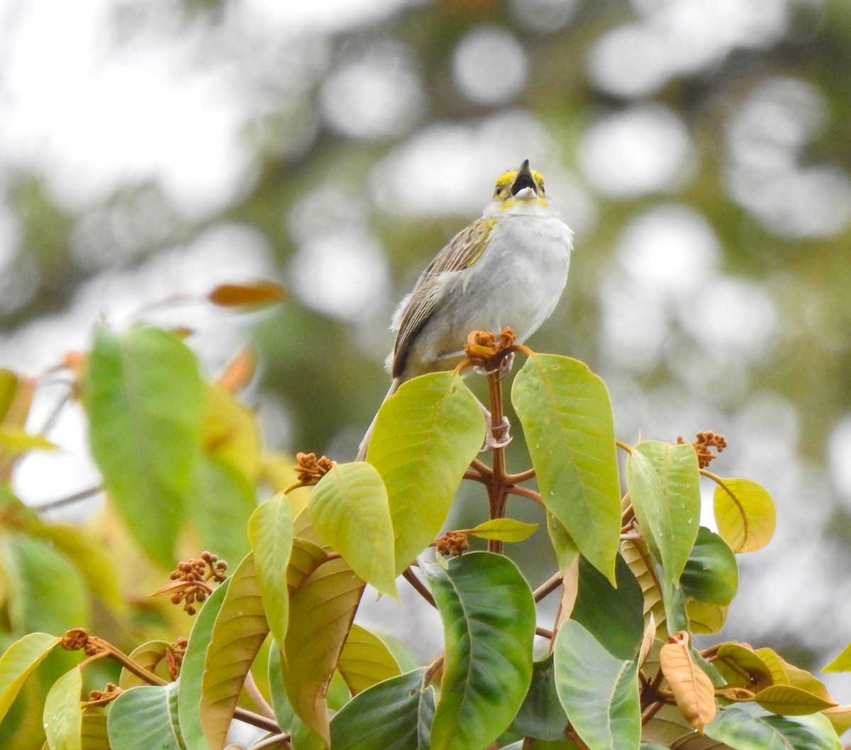 gulflikhokko - ML647495684