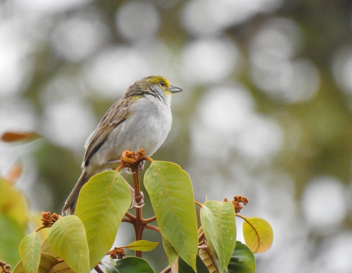 gulflikhokko - ML647495685