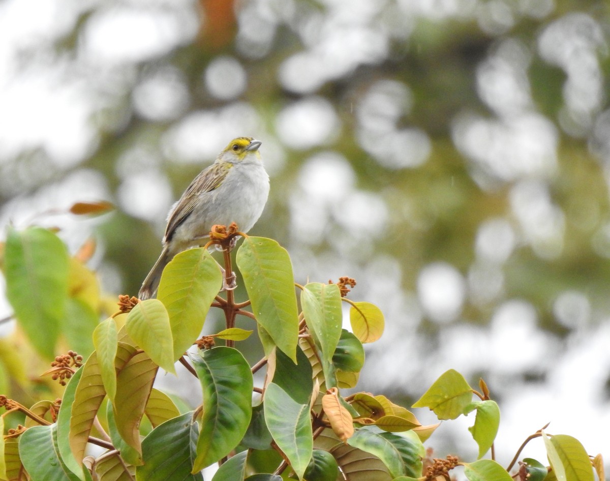 gulflikhokko - ML647495686