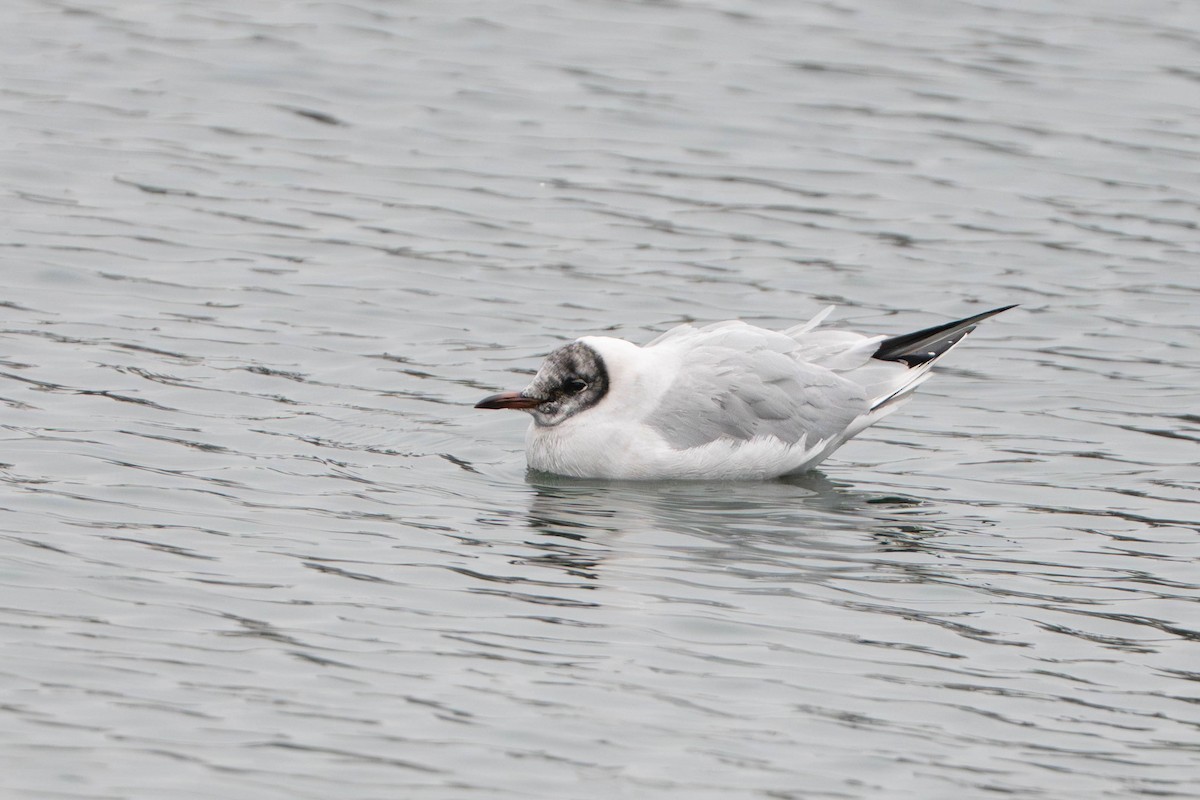 hettemåke - ML647495688