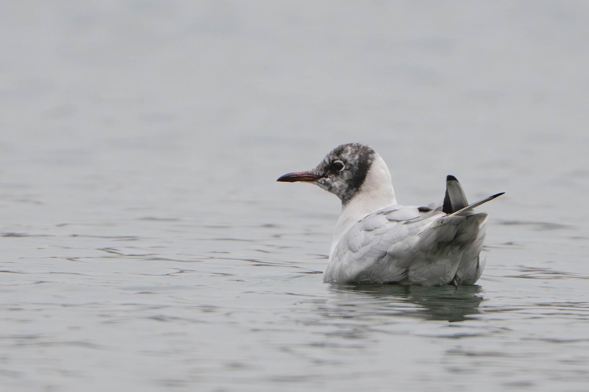 hettemåke - ML647495689