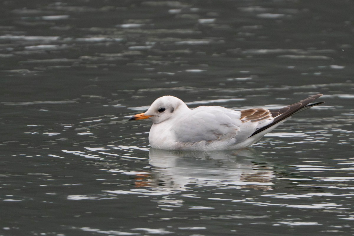 hettemåke - ML647495690