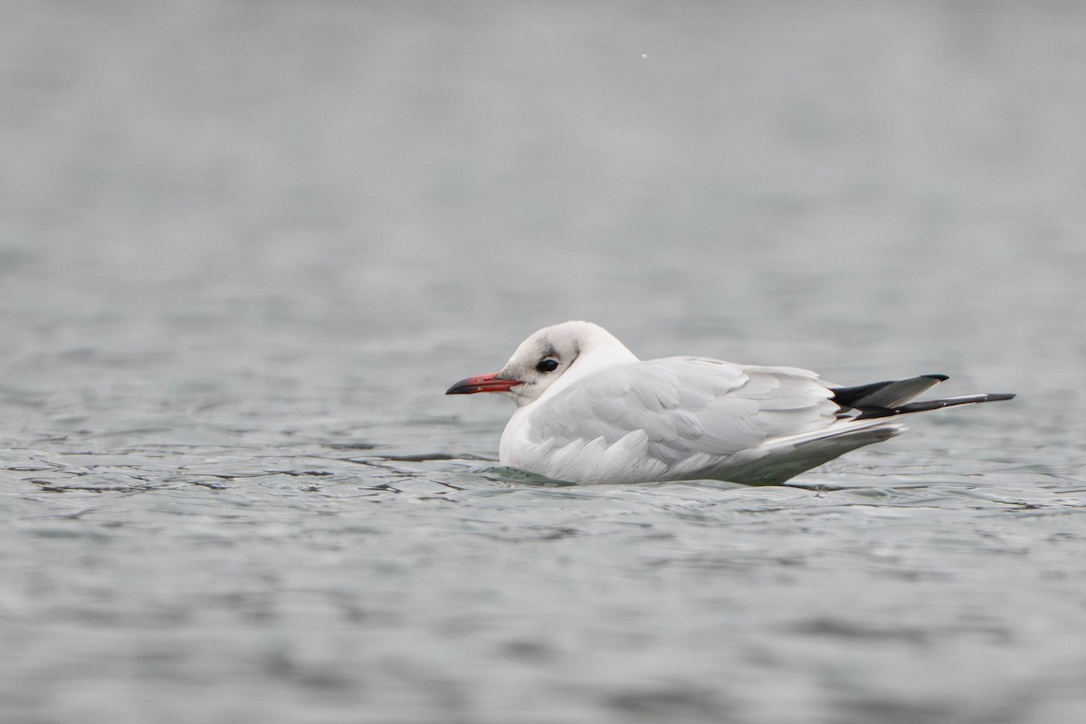 hettemåke - ML647495691