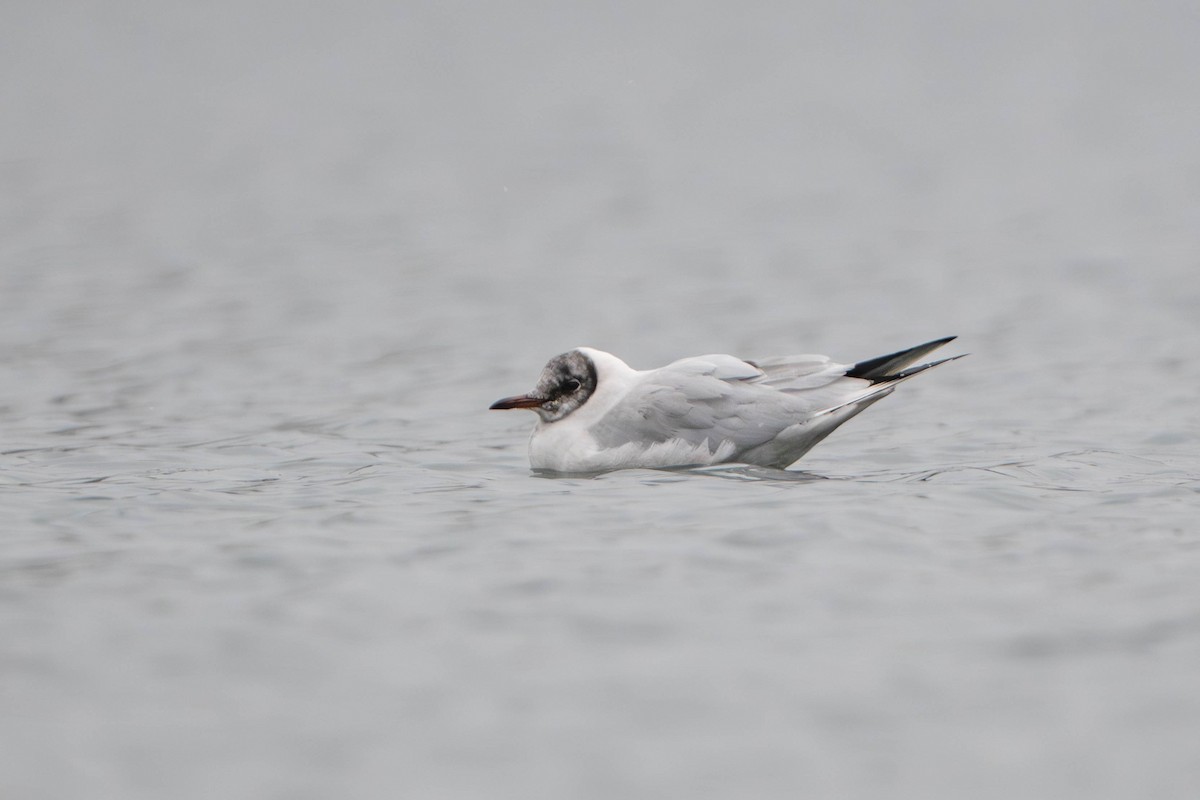 hettemåke - ML647495692