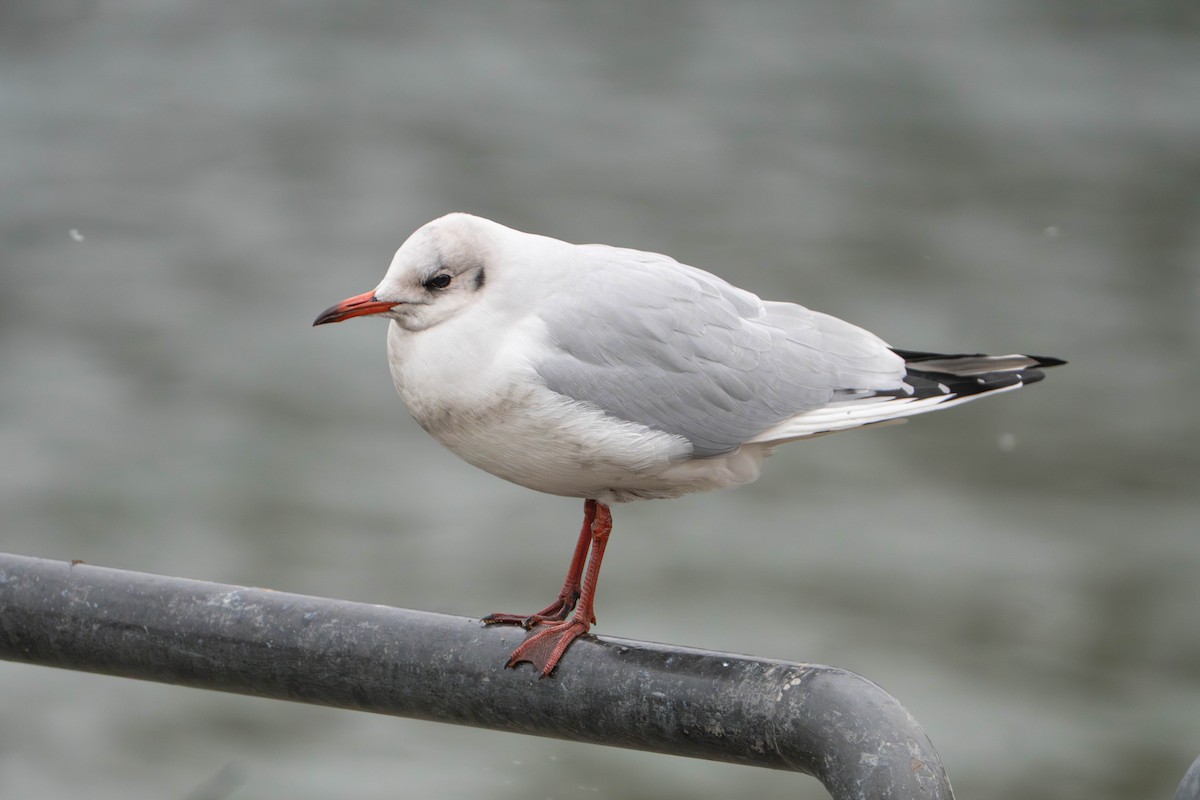 hettemåke - ML647495693