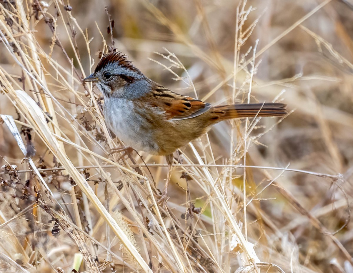 sumpspurv - ML647495694