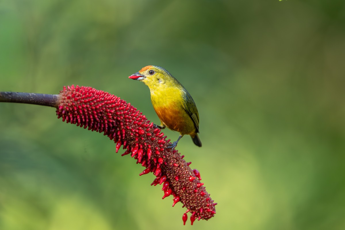 smusskroneeufonia - ML647495695