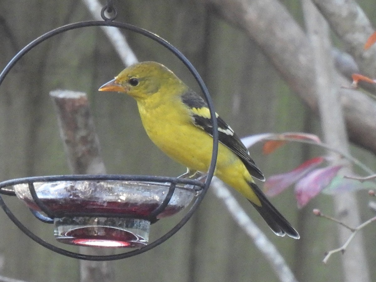 vestpiranga - ML647495696