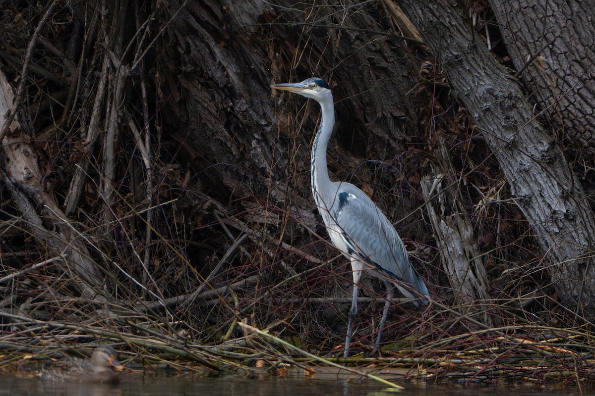 gråhegre - ML647495699