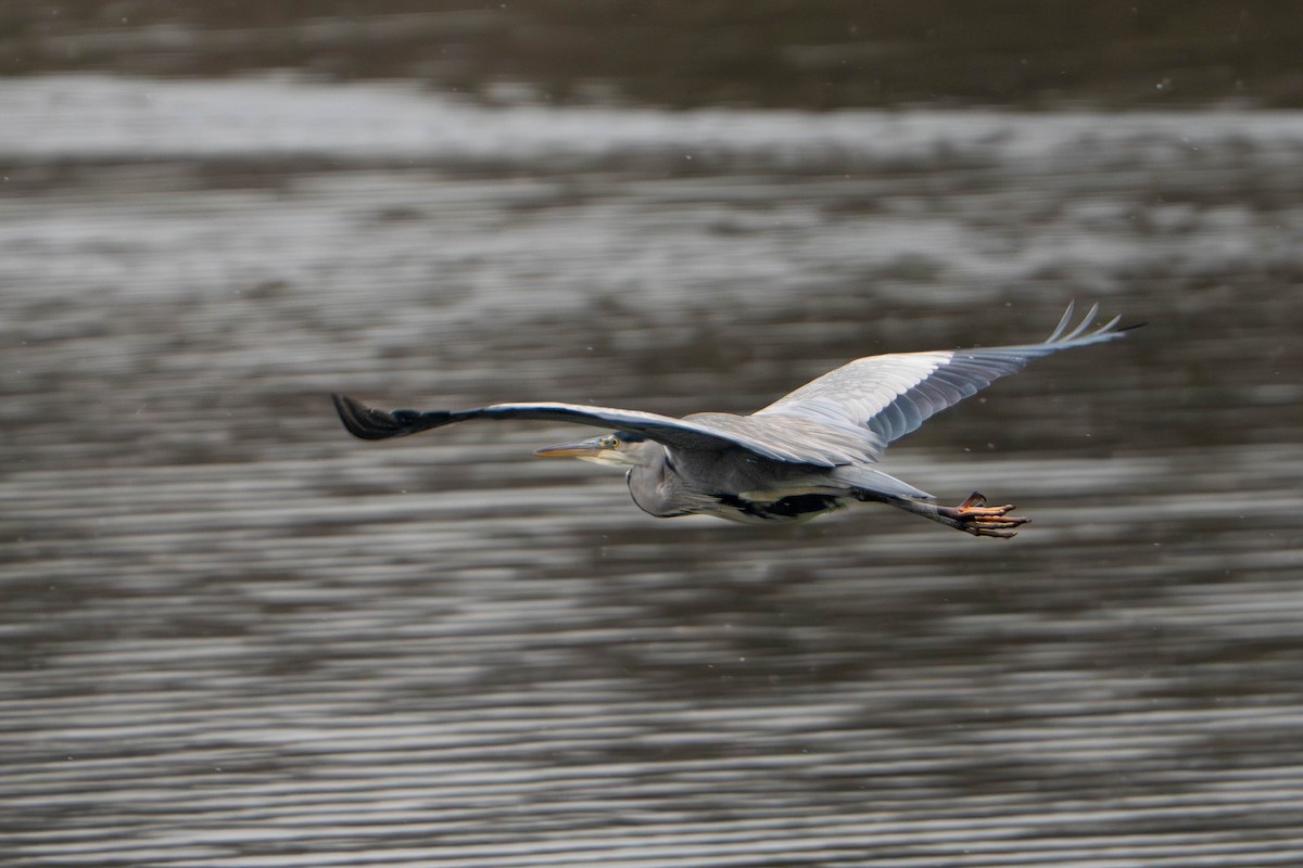 gråhegre - ML647495700