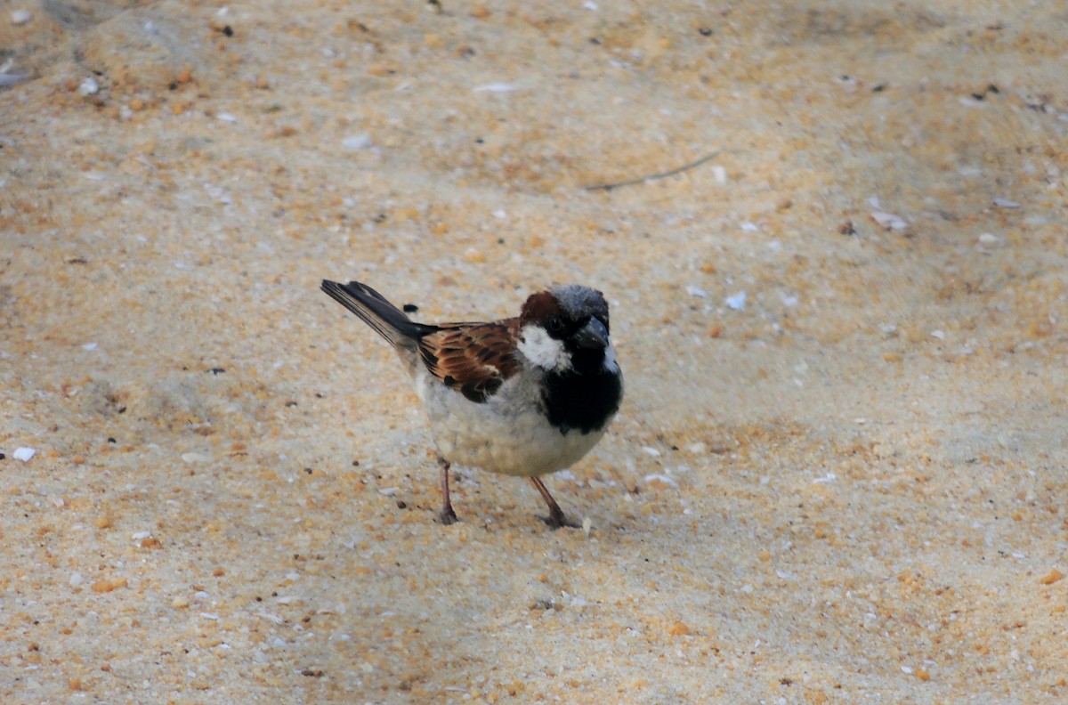 gråspurv - ML647495701