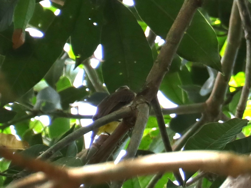 gulgumpbylbyl - ML647495702