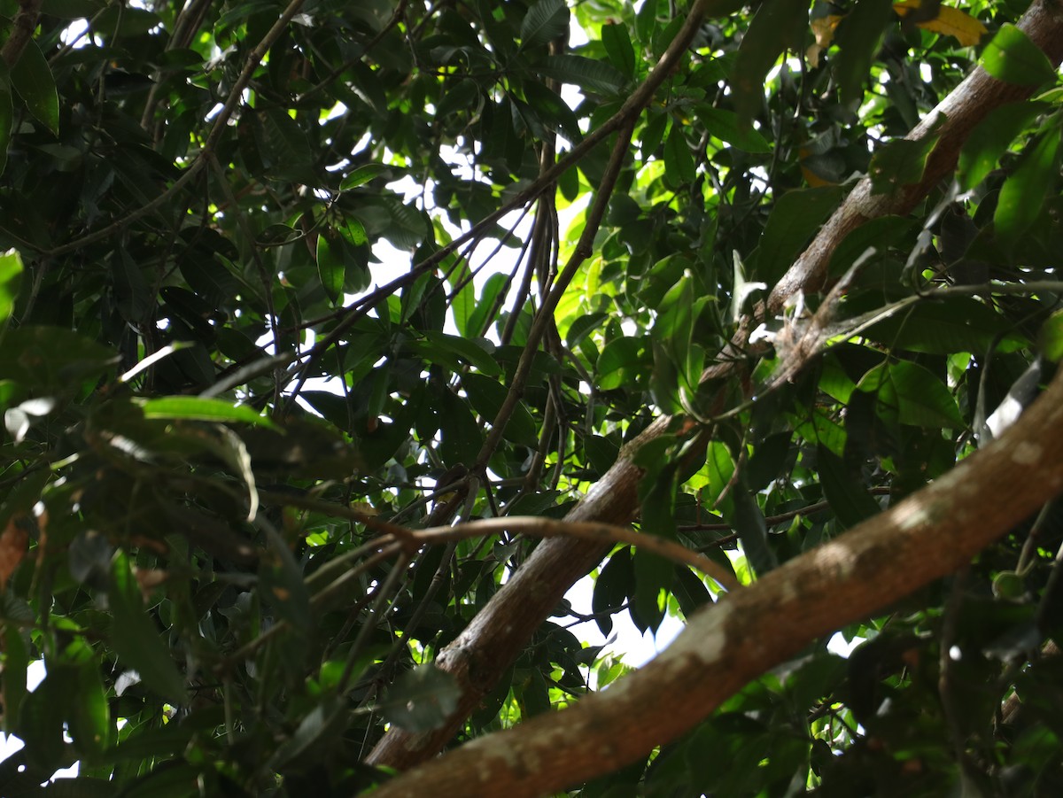 gulgumpbylbyl - ML647495703