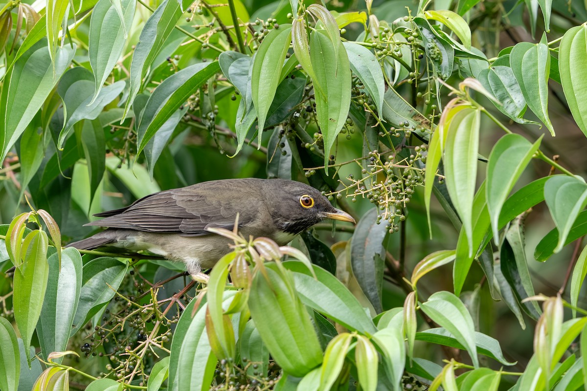 mestistrost - ML647495704