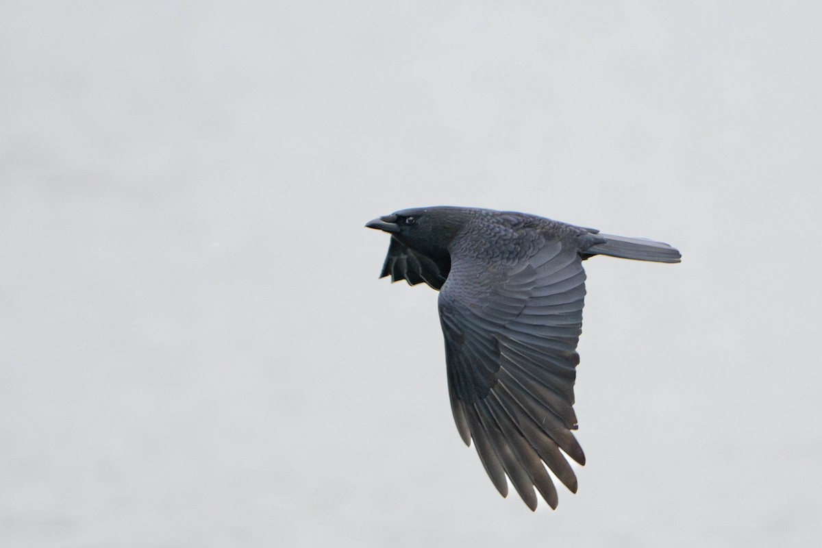 svartkråke - ML647495705