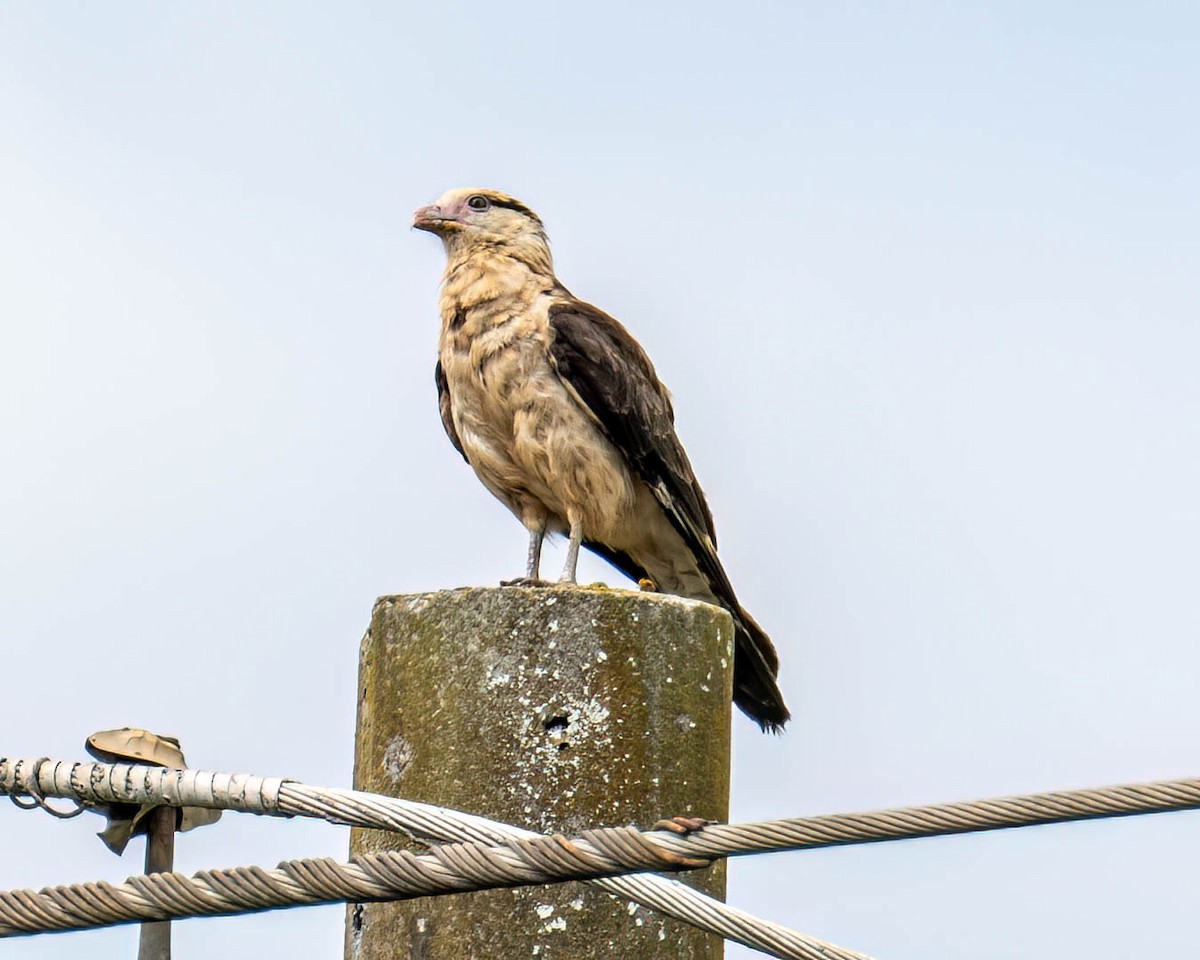 kremkarakara - ML647495706