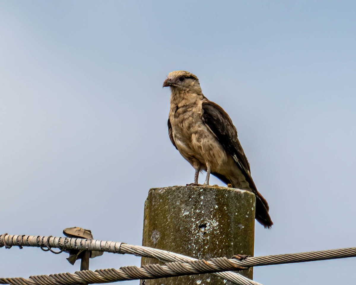 kremkarakara - ML647495707