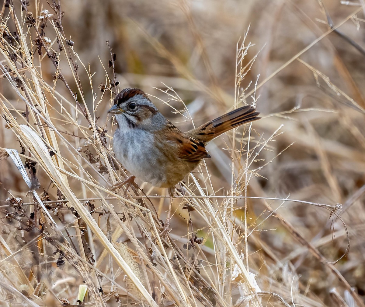 sumpspurv - ML647495709