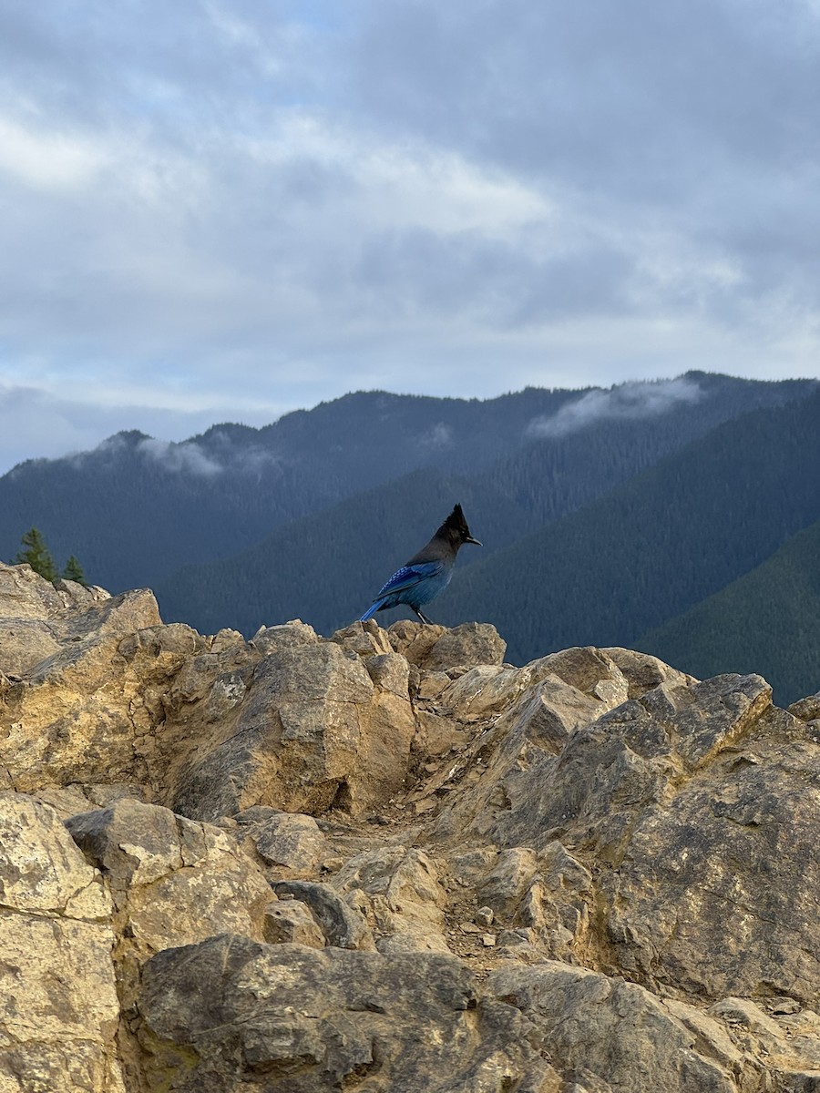 furuskrike - ML647495710