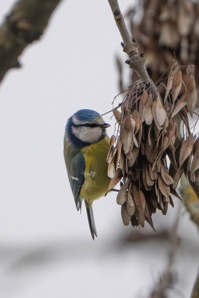 Eurasian Blue Tit - ML647495711