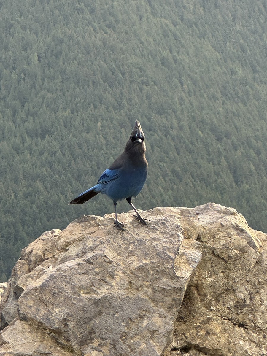 Steller's Jay - ML647495713