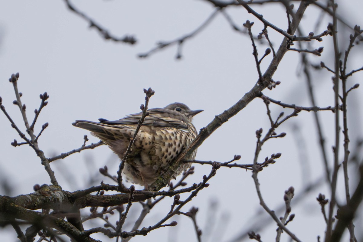 槲鶇 - ML647495725