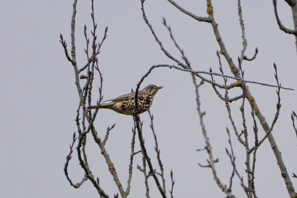 槲鶇 - ML647495726