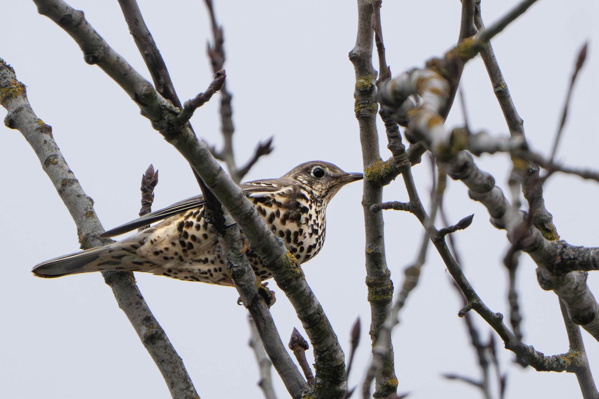 槲鶇 - ML647495727