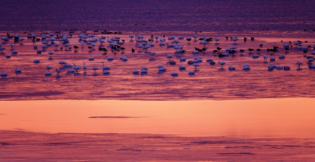ברבור קטן - ML647495732
