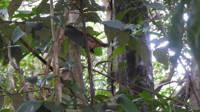 drozdec rezavoocasý - ML647495755