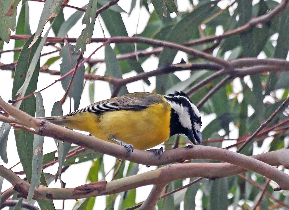 Doğulu Kerpetenkuşu - ML647495756