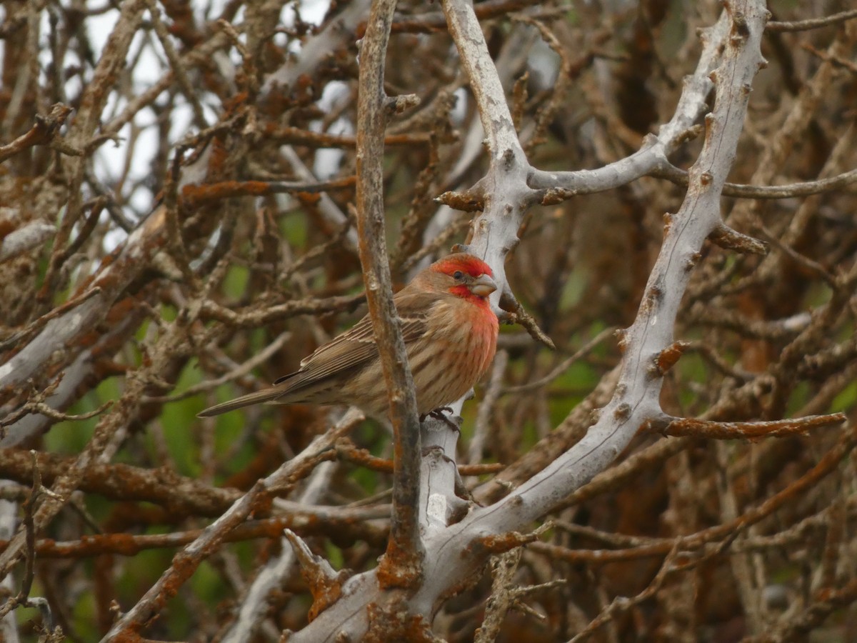 Camachuelo Mexicano - ML647495757
