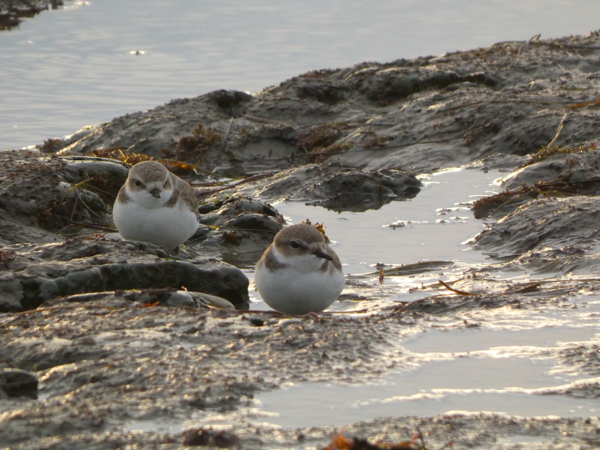 Chorlitejo Nivoso - ML647495765