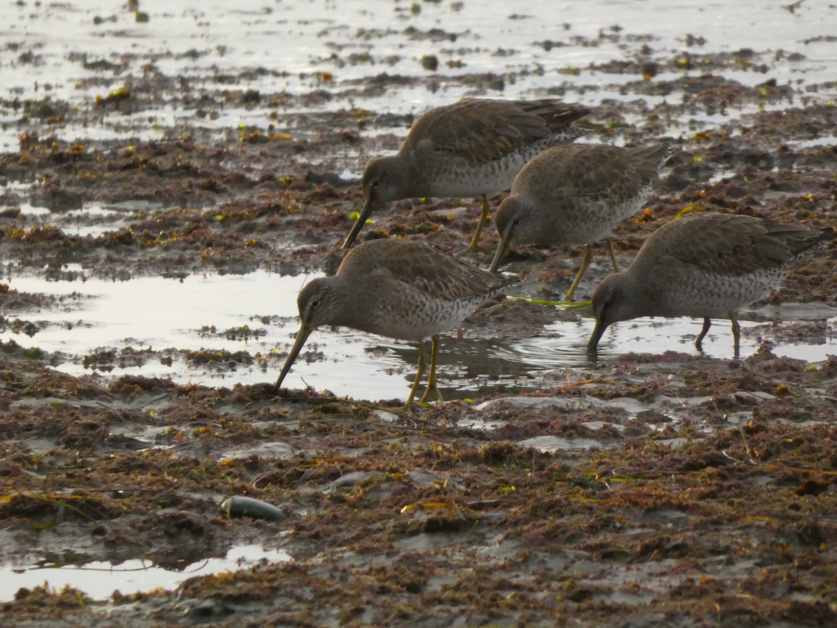 Agujeta Gris - ML647495768