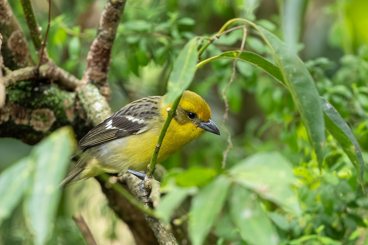 Flame-colored Tanager - ML647495777