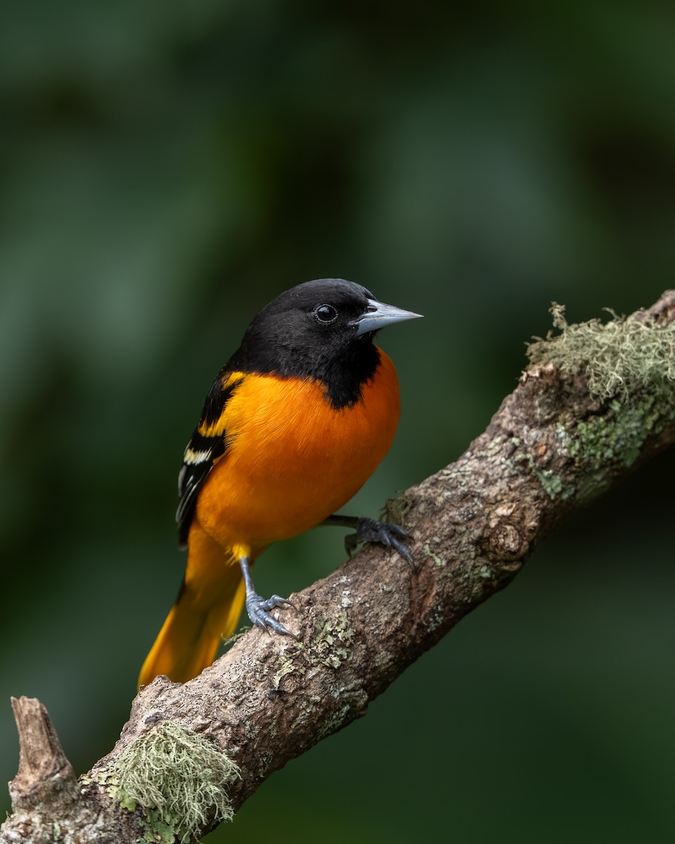 Baltimore Oriole - ML647495779