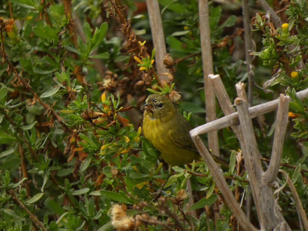 Reinita Coroninaranja - ML647495781