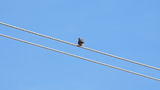 Scissor-tailed Flycatcher - ML647495785