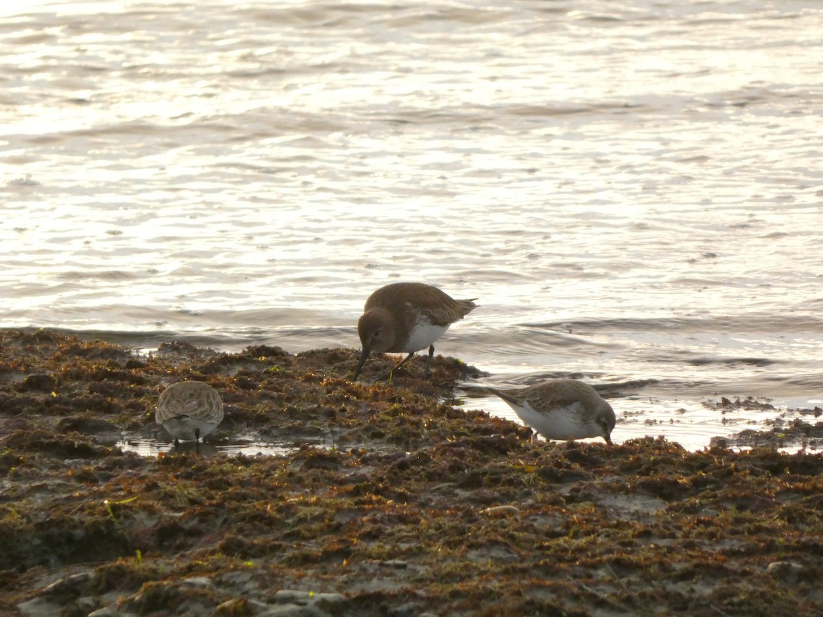 Charadriiformes sp. (Limícola Grande) - ML647495786