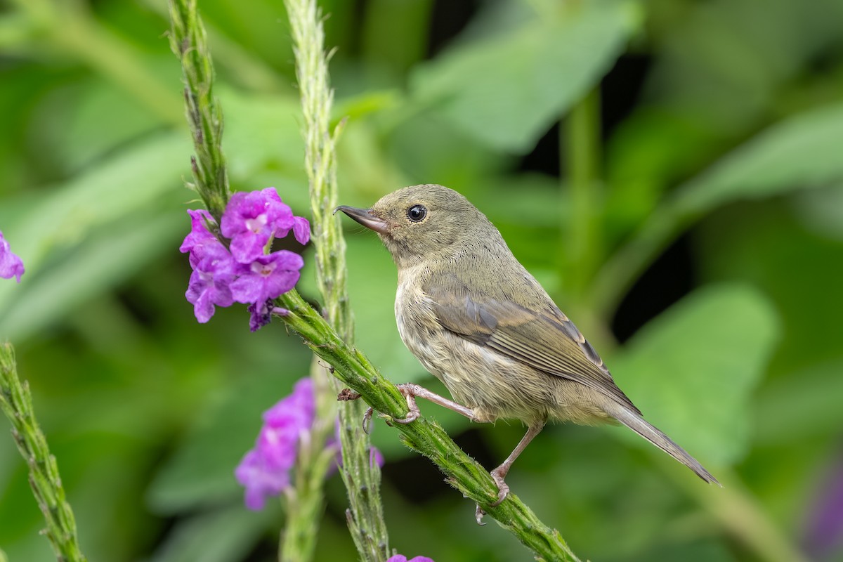 Slaty Flowerpiercer - ML647495803