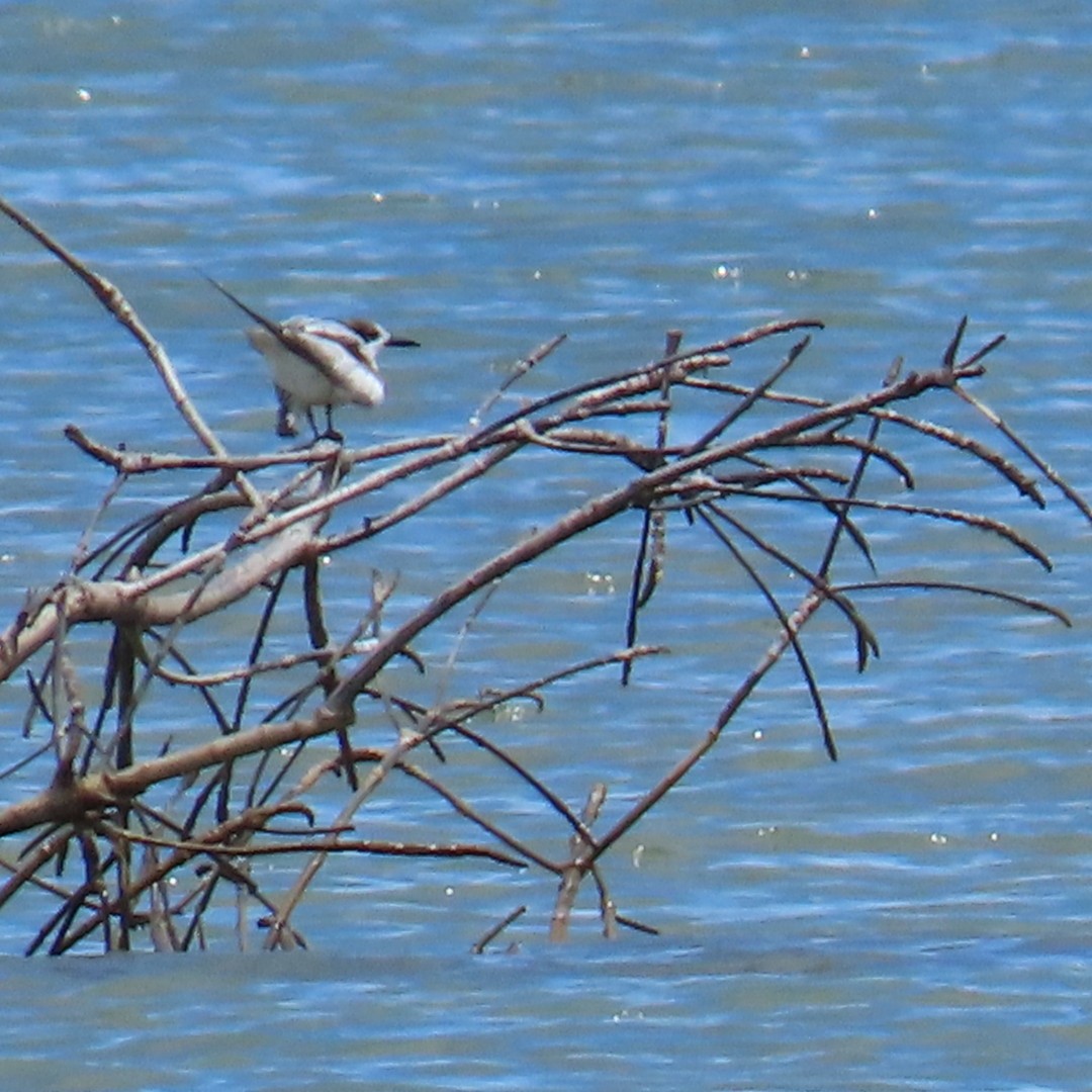 Common Tern (longipennis) - ML647495809