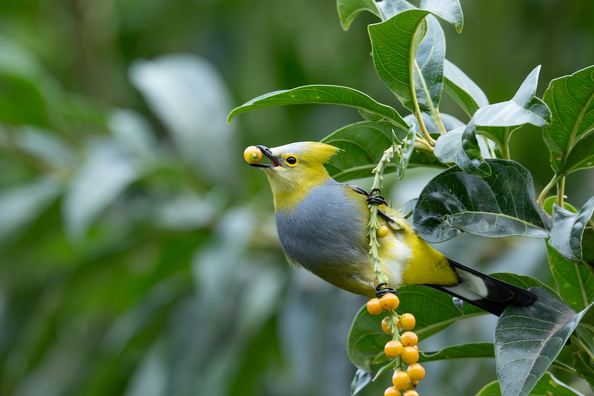 Long-tailed Silky-flycatcher - ML647495820