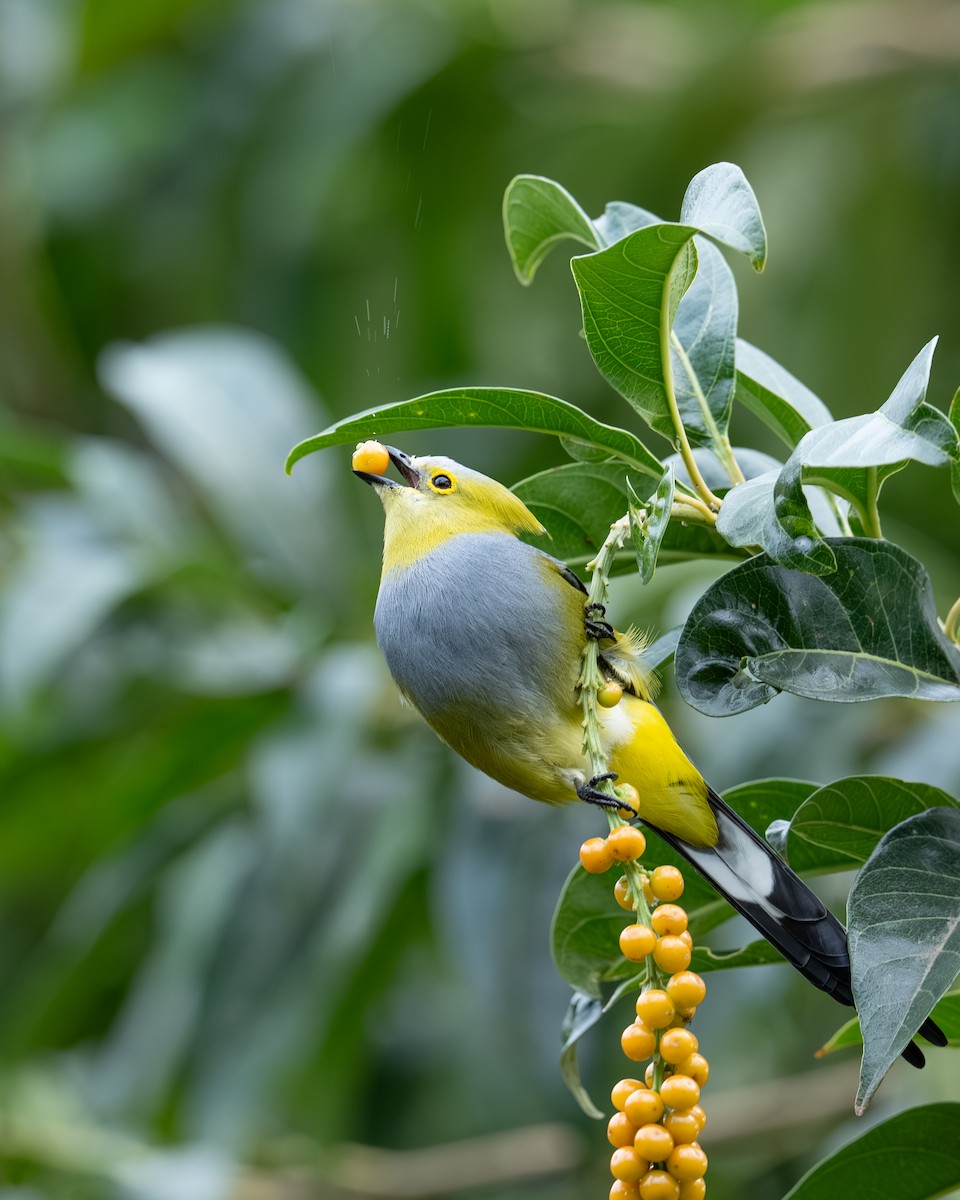 Long-tailed Silky-flycatcher - ML647495821