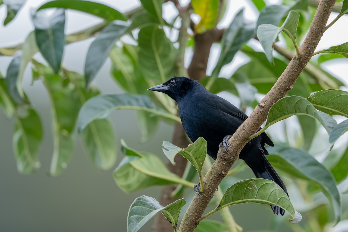 Melodious Blackbird - ML647495822