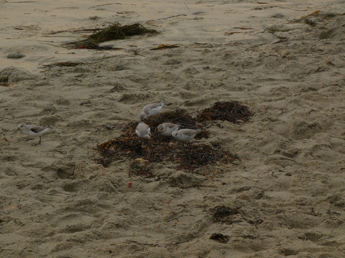 Chorlitejo Nivoso - ML647495823