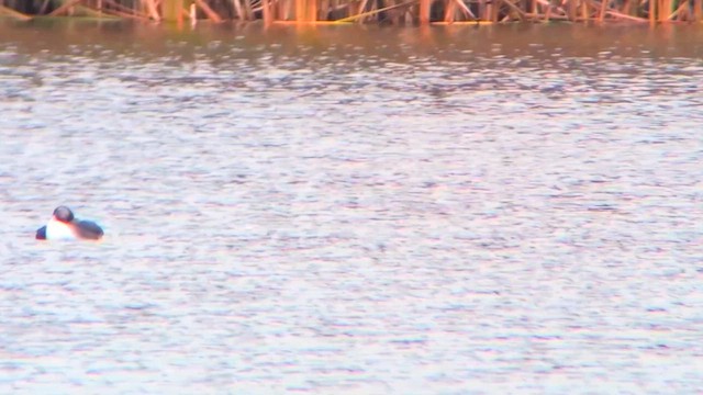 potáplice pacifická - ML647495826