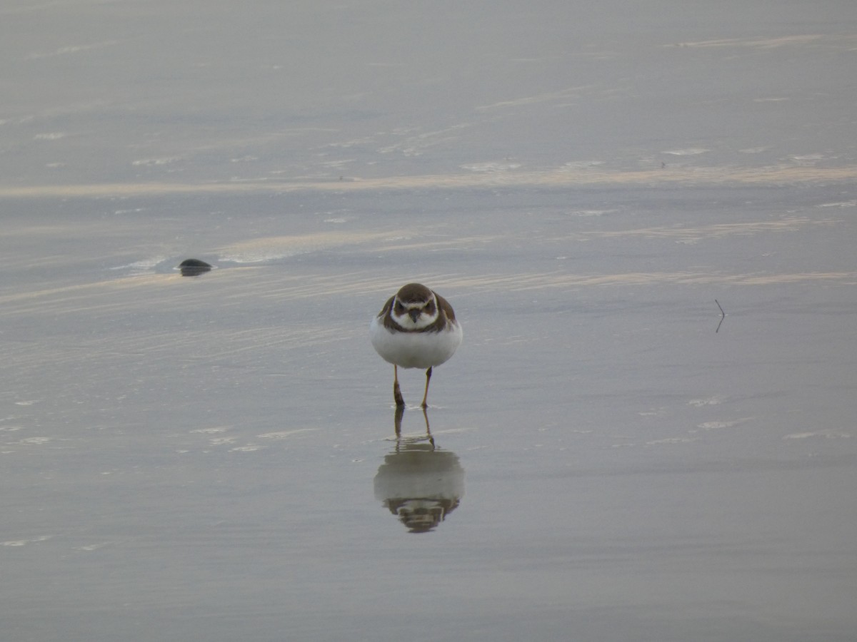 Chorlitejo Semipalmeado - ML647495827