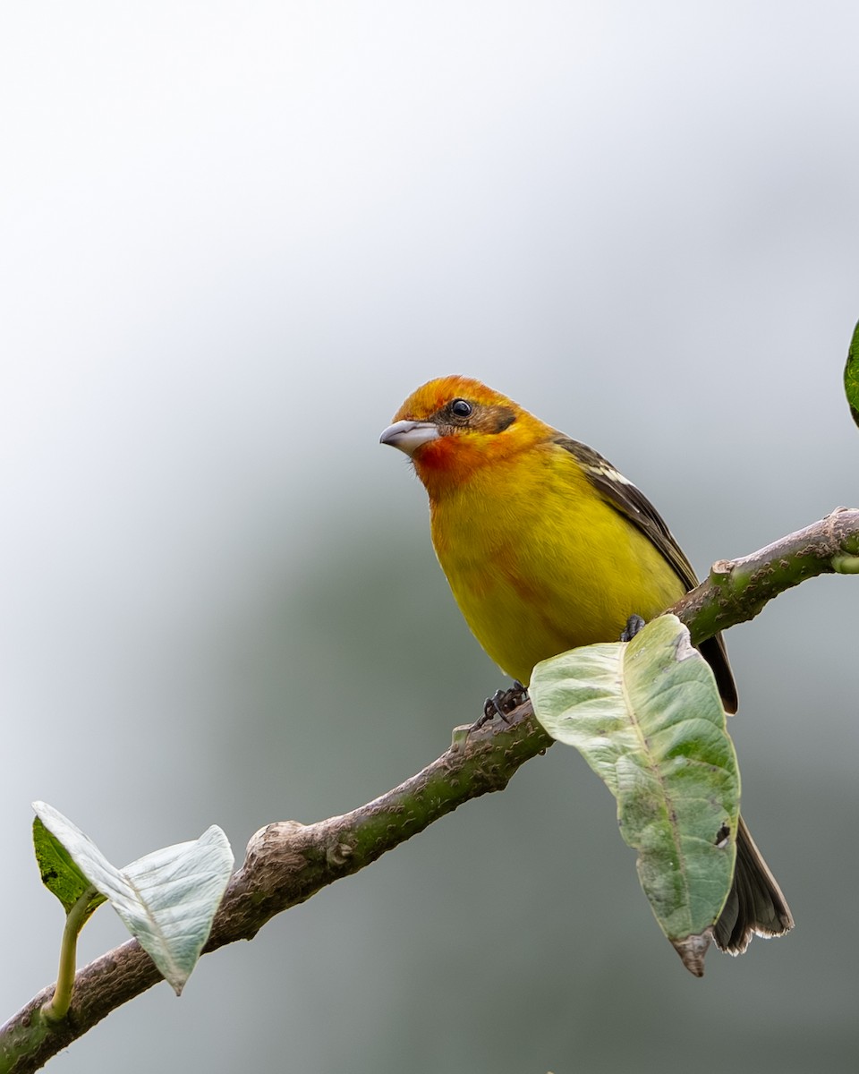 Western Tanager - ML647495829